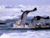 whale
